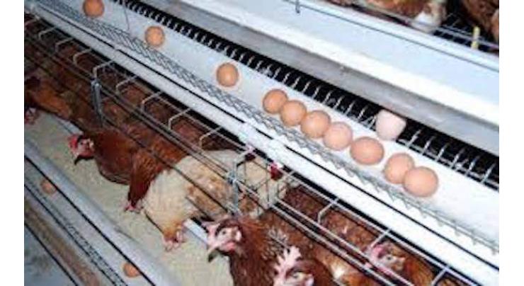 Two poultry shops sealed in Faisalabad 
