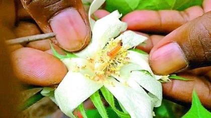 Awareness starts against attack of pink bollworm on cotton
