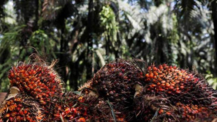 Malaysia To Increase Palm Oil Export To Pakistan - UrduPoint
