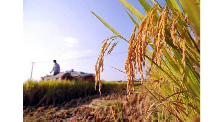 Major rice research platform to be built in northeast China
