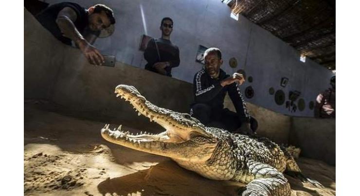 Egypt's Nubians tame crocodiles for selfie-snapping tourists
