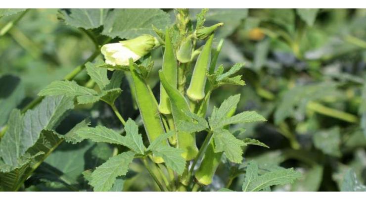 Okra cultivation should be completed in March: Experts
