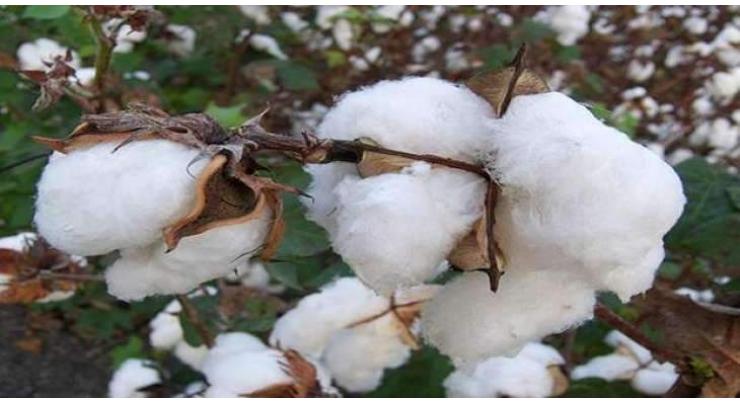 Farmers must sow approved BT cotton varieties

