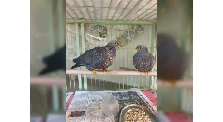 EPAA foils attempt to smuggle 146 endangered animals and birds