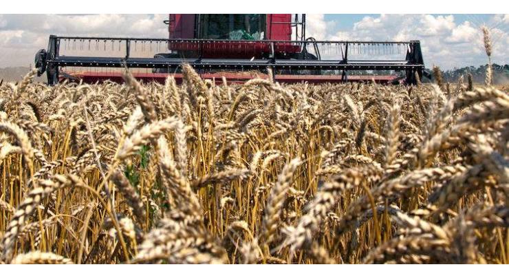 180797 metric tonnes wheat to be procured in Rajanpur
