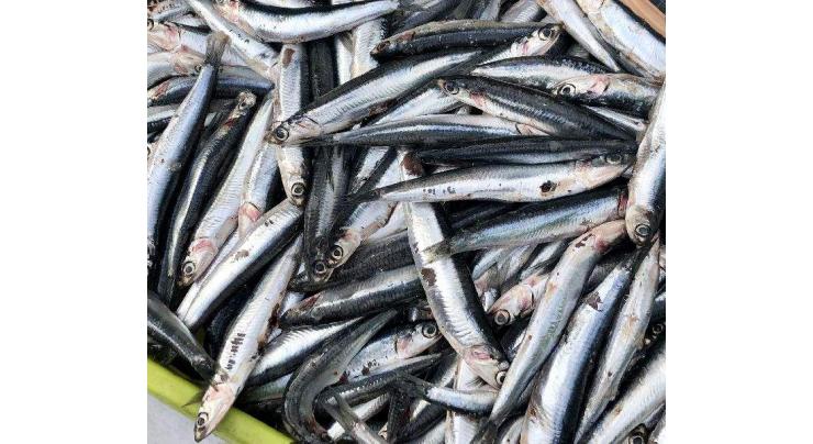 Albanian anchovy sales boom as lockdowns promote tinned food
