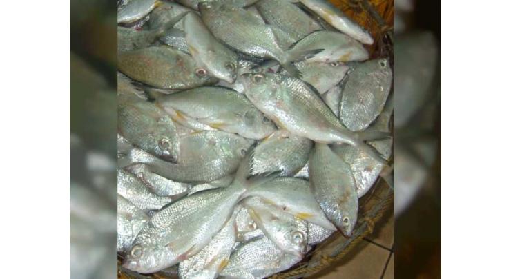 Ban on catching, selling of ‘badah’ fish lifted