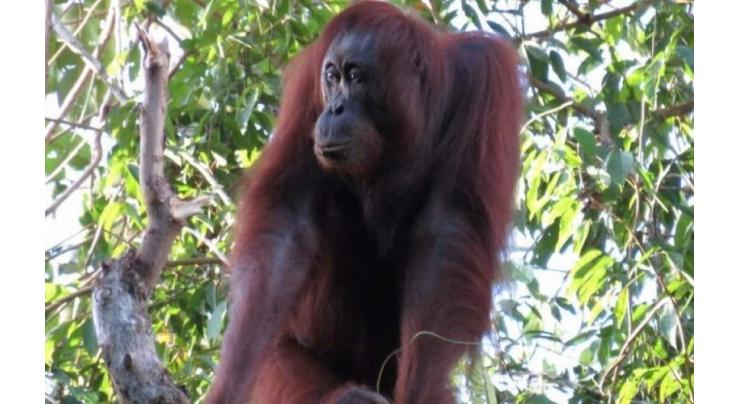 Indonesia covers up to protect orangutans from virus threat
