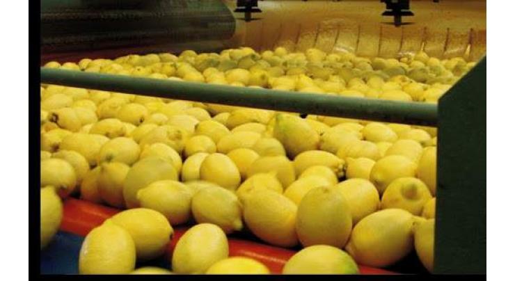Turkey subjects lemon to export control amid COVID-19
