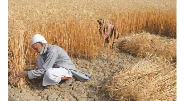 6 wheat purchase centers set up in Mianwali
