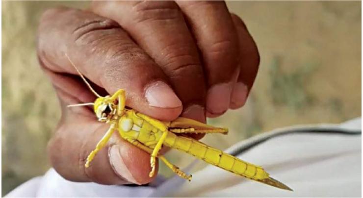 No traces of locusts nurturing found in Bahawalpur division
