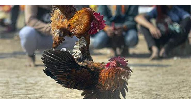 Seven held over cock fight gambling in Rawalpindi	
