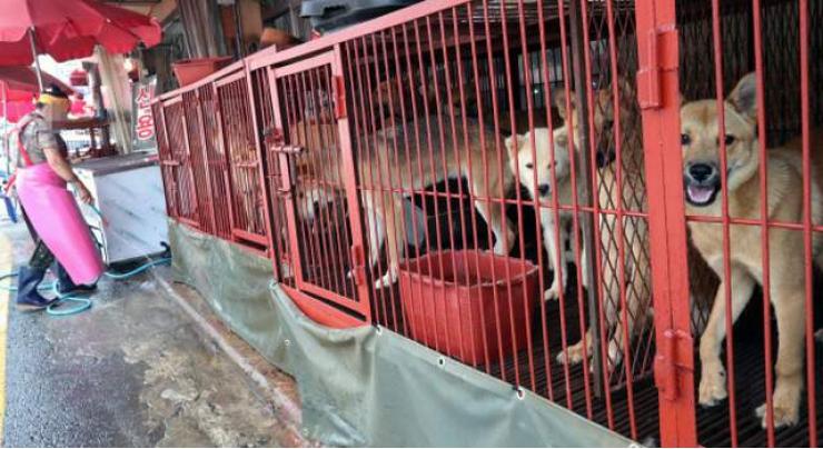 Rights group welcomes draft rules that could end China dog meat trade
