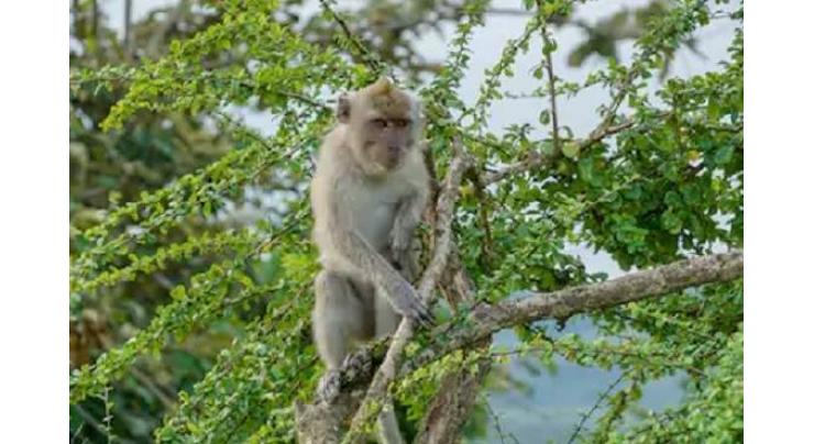 Margalla hill's hungary monkeys descend to residential areas

