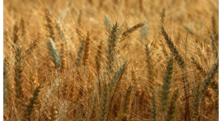 Food Deptt introduces android application for issuance of gunny bags for wheat procurement
