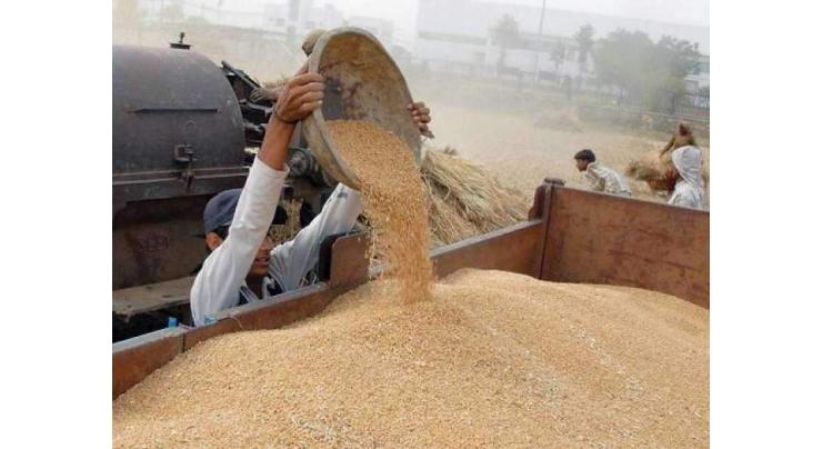 Wheat procurement begins in Tandlianwala
