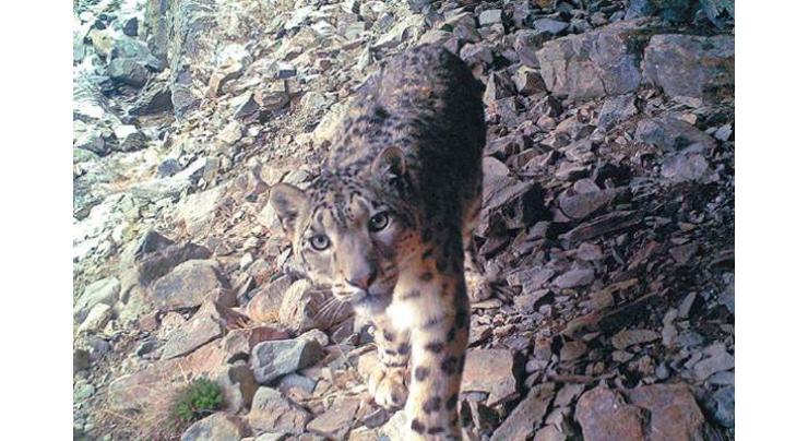 Snow leopards spotted in NW China province
