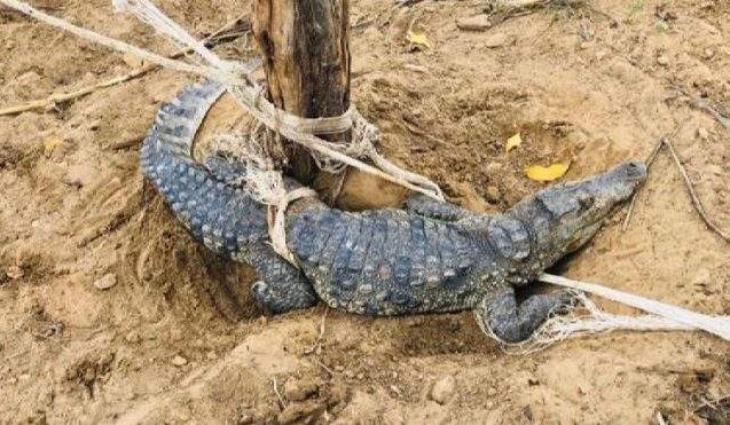 Missing Crocodile from Ghotki Park recovered: Sindh Wildllife officials