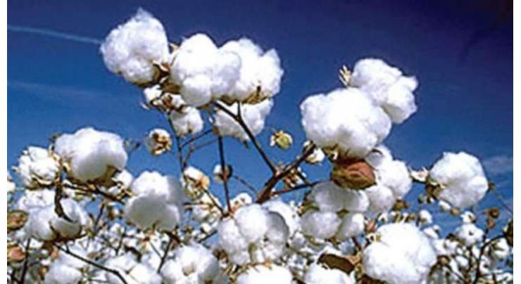 Agriculture experts advised cotton cultivation by May 31
