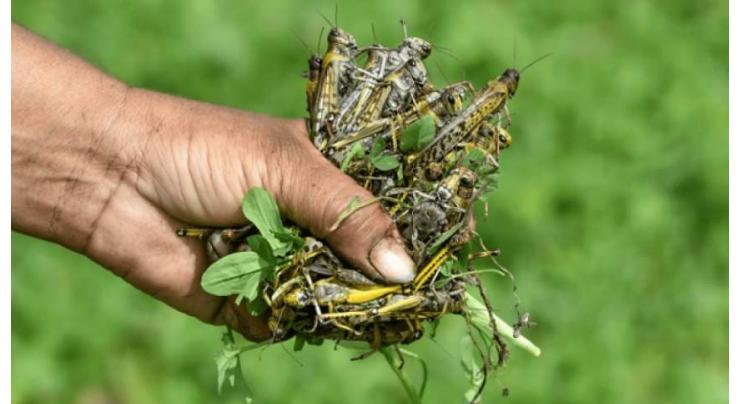 Farmers Advisory Committee discuss locusts, cotton crop
