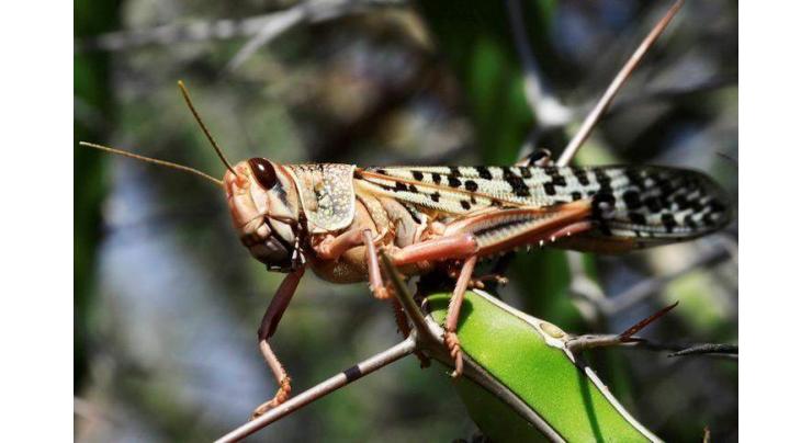 Comprehensive policy made to protect Kharif crop from locust: CS
