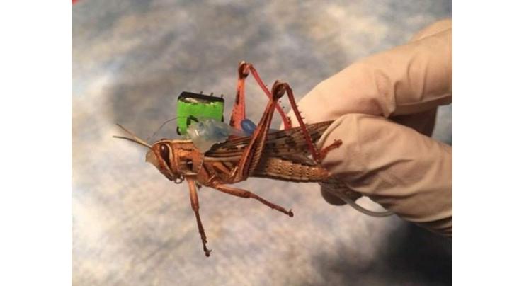Agriculture dept. in collaboration with Army eradicated Locust:
