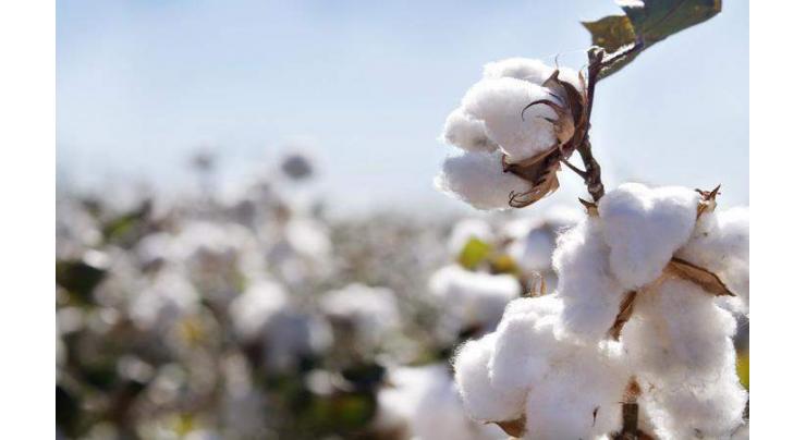 Govt offers subsidy on PB Ropes to control pink bollworm attack on cotton
