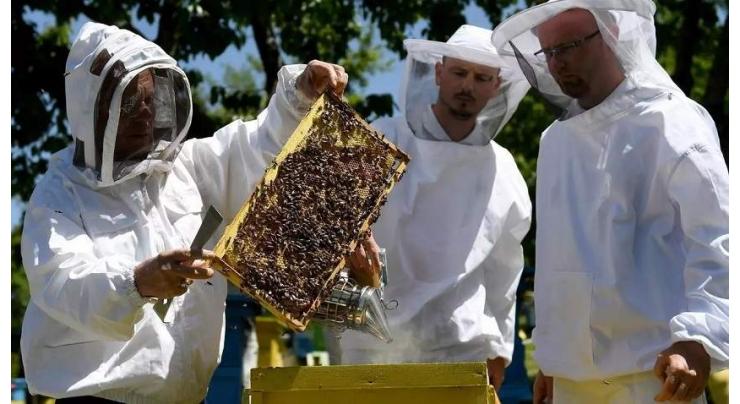Lockdown gives Albanian beekeepers a 'golden year'
