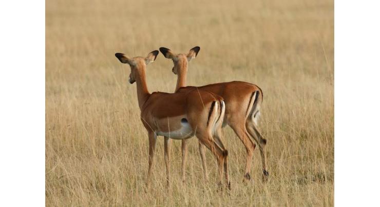 Without tourists, S.African farmers cull antelope to feed community

