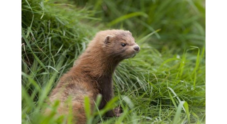 Dutch ban transport of mink after farm workers infected
