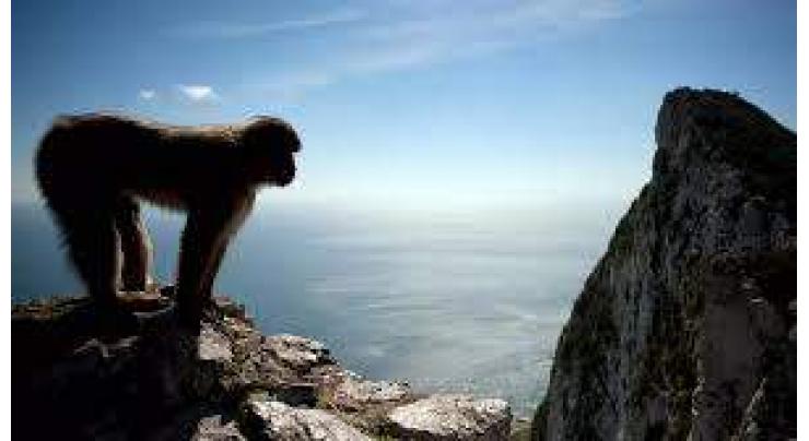 Gibraltar moves to protect its monkeys against coronavirus
