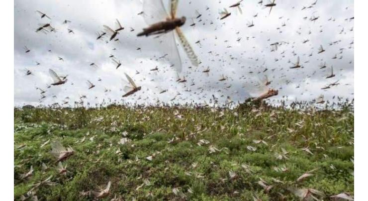 NDMA executes pesticide spray over 497,000 hectare of areas
