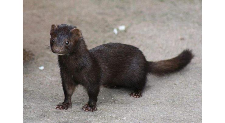 COVID-19 Found at 3 More Mink Farms in Southern Netherlands - Reports