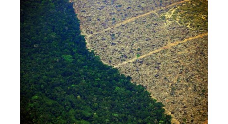 Football pitch of rainforest destroyed every six seconds
