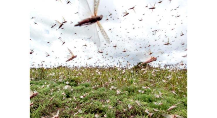 NDMA's 1,125 teams engaged in killing marauding locust swarms
