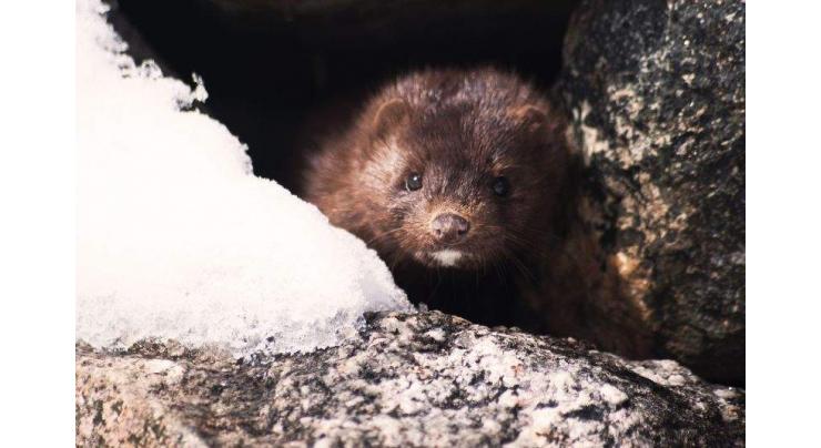 Dutch start mink cull after virus infections at farm
