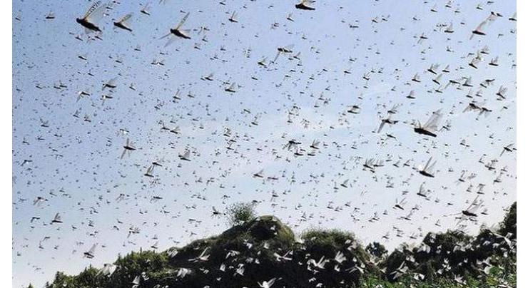 Anti-locust operation completed over 5,202 sqm
