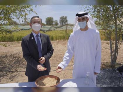 &quot;التغير المناخي والبيئة&quot; تسجل نجاحا مميزا للتجارب الأولية لزراعة الأرز بالدولة