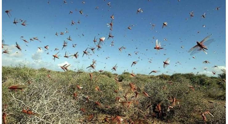 Another locust attack damages crops in Muzaffargarh
