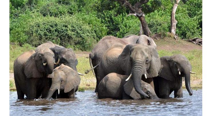 Botswana reports mysterious deaths of hundreds of elephants

