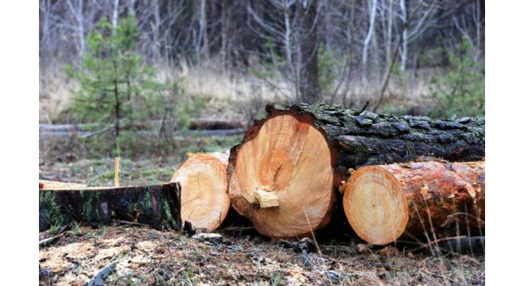 10 involved in illicit cutting of trees arrested
