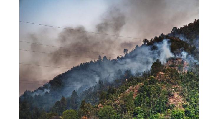 Heavy rain extinguishes jungle fire on Shimla hills

