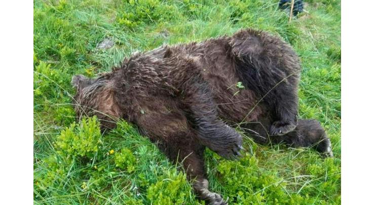 Rival demos in France over killing of bear
