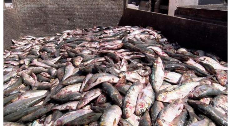 Effects of COVID-19: trout fish farming to be affected badly without tourists
