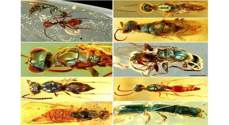 Chinese, British researchers unveil colors of insects 100 mln years ago
