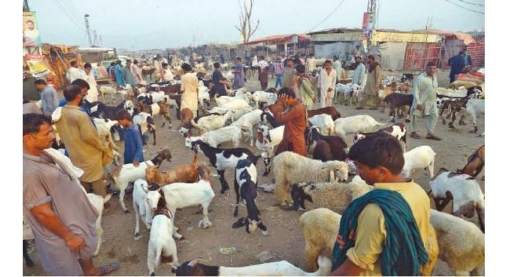 Eid-ul-Azha: SOPs issued for cattle markets to prevent COVID-19, Congo spread
