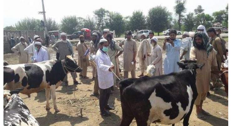 Drive launched to spray cattle with anti-Congo pesticides in Hangu

