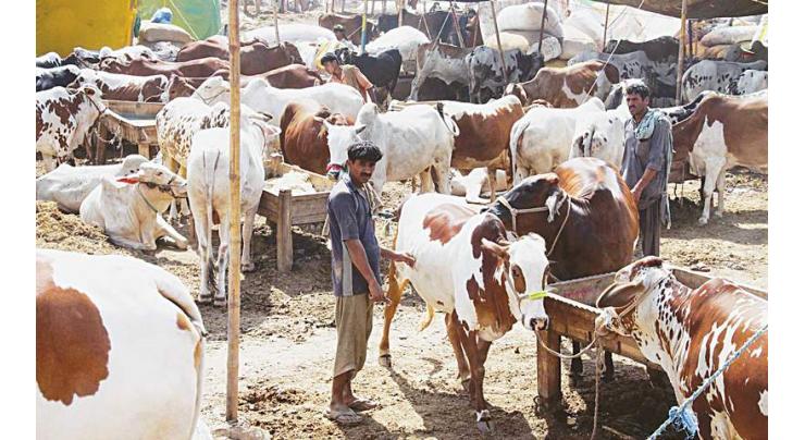 11 animal markets to start functioning in Bahawalpur from July 15
