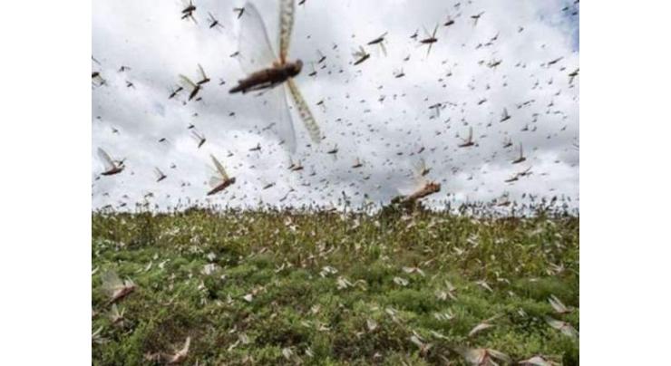 Anti-locust operation completed over 2.614 million acres: NLCC
