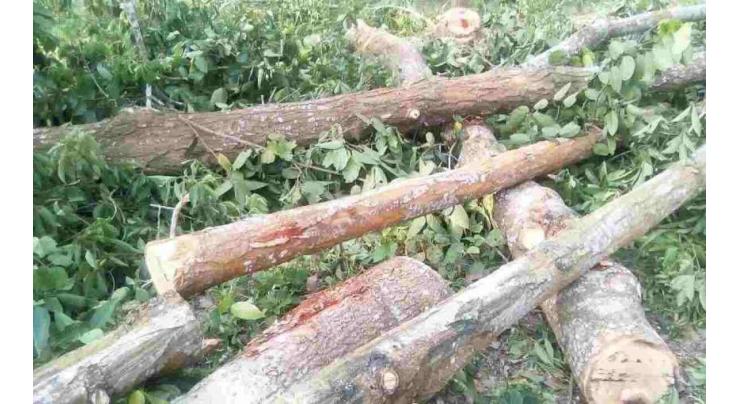 Steps urged to protect forests from timber mafia
